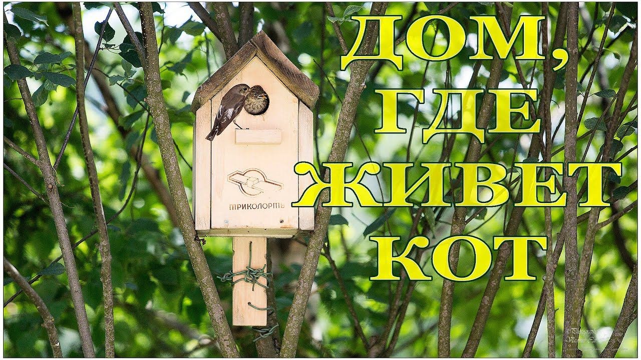 В Доме, где живет Кот - пополнение!   :-)