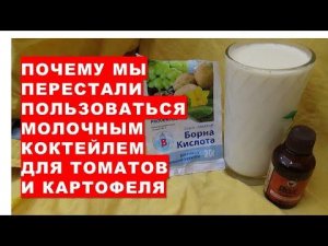 Почему мы перестали пользоваться молочным коктейлем для защиты помидоров от болезней и для подкормки