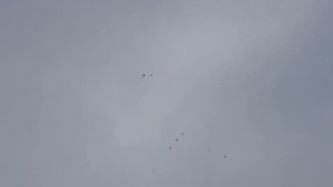 Николаевские голуби, Макеевка 8.01.2020