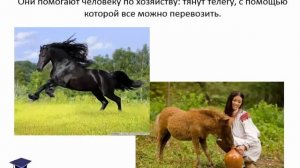 виртуальная экскурсия животные на ферме
