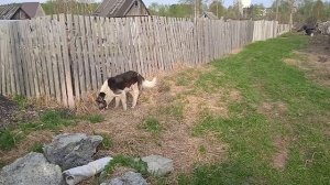 Чем дальше ищещь тем больше находишь, только не то что искал!