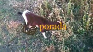 коза ламанча мои отзывы (+ и - )