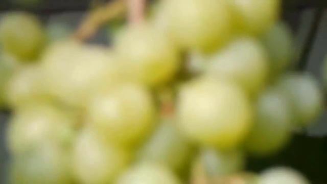 Виноград Кеша смотреть онлайн