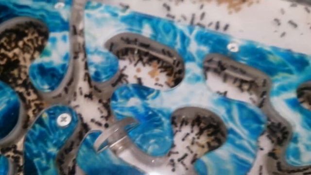 Муравьи жнецы messor structor обзор. #МуравьиЯрославль смотреть онлайн