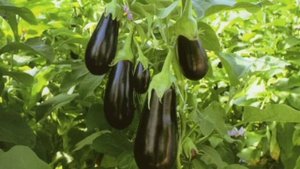 Самые урожайные сорта баклажан в 2021 году