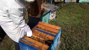 Семья воспитательница с частичным осиротением.