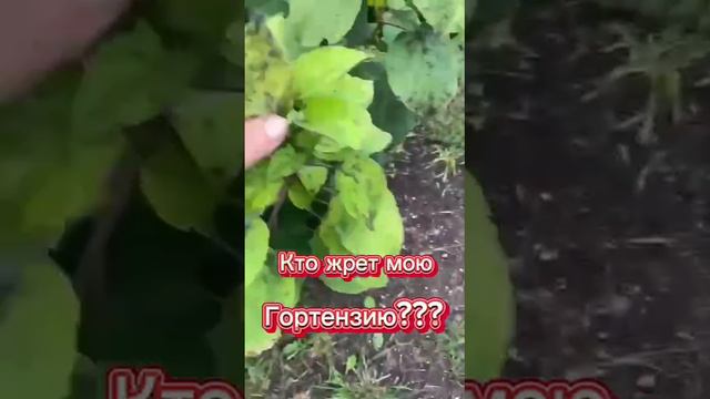 Ещё утром все было чисто! Буквально к обеду - нате! Тепло и влажно - вот причина...