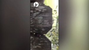 ?У белки застряли яйца | Белка застряла | Застрять яйцами ?