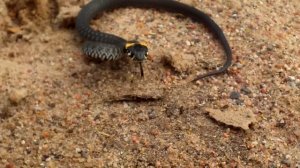 Как выглядит уж (Змея)