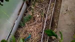 Как правильно убирать грядки томатов осенью.Часть первая.