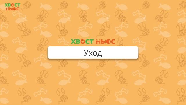 Все о породе мейн-кун