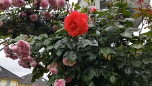 Розы расцвели.Сорт #ElainePaige #ЭлейнПэйдж #Maintower #ModernArt #Rotkappchen #ReneevanWegberg