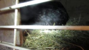 14# Можно ли пересадить несушку с яйцами в другое гнездо????