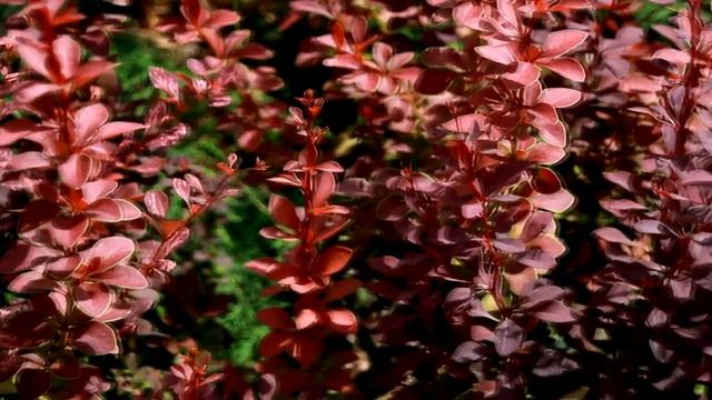 Программа "Удачный сезон". Создаем цветник и альпийскую горку. смотреть онлайн