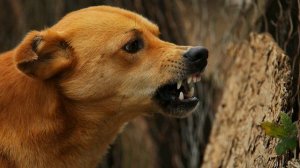 Кинолог объяснил, почему собаки лают по ночам