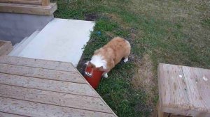 Corgi plays with flower pot