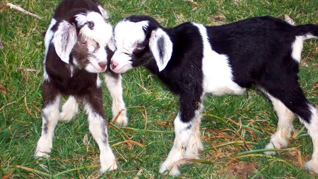 Сказки на ночь 18 октября 2016. смотреть онлайн