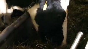 Шесть тысяч килограммов на одну фуражную корову