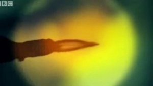 Рак-Щелкун - интересные факты