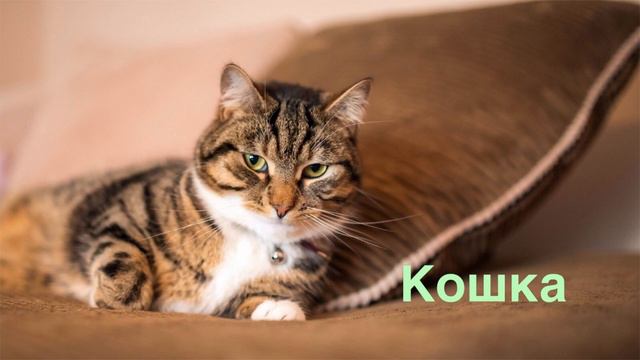 Домашние животные смотреть онлайн