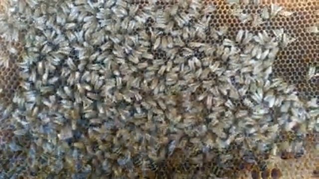 Бджолиний гул. Міцний сон під шум бджіл. Звуки природи для сна. Відео 4 К смотреть онлайн