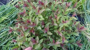 Спирея японская Дабл плэй артист. Double Play artist