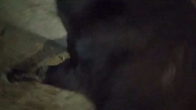 ЭМКАР как лечит ? // Qorason kasalligini "LICHINKA" terapiya usulida davolash. // Keldiyor Azimov смотреть онлайн