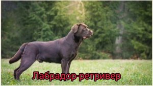 15 САМЫХ КРАСИВЫХ ПОРОД СОБАК В МИРЕ...