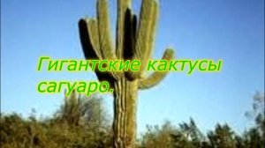 Удивительные кактусы! Где растут кактусы в природе. Виды кактусов. Кактусы в Мексике и Доминикане.