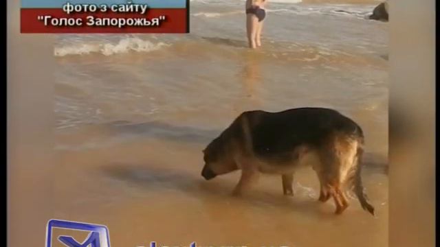 Кирилловский Хатико смотреть онлайн