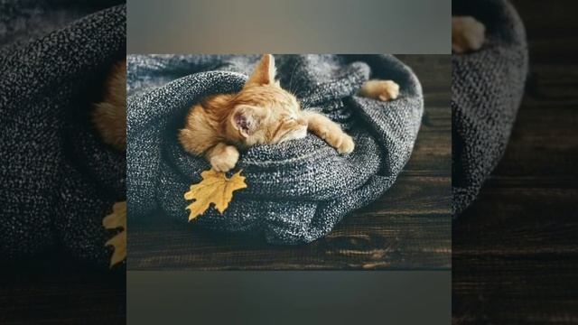 #28сентября - Никита Гусятник смотреть онлайн