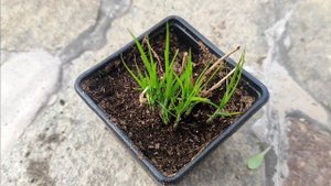 Распаковка растений из питомника Garden plants. Сосна Веймутова Louie, пихта одноцветная Wintergold