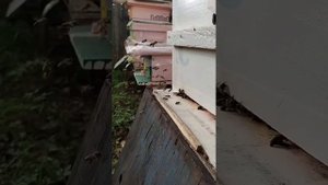 Сколько можно держать пчел на одном точке