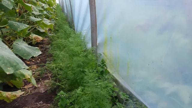 Сколько я заработал на укропе смотреть онлайн