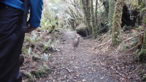 Wild Kiwi on Rakiura track Stewart Island