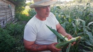 Сладкая кукуруза БОНДЮЭЛЬ , в чем отличие от кормовой. Как выбрать сладкую кукурузу.