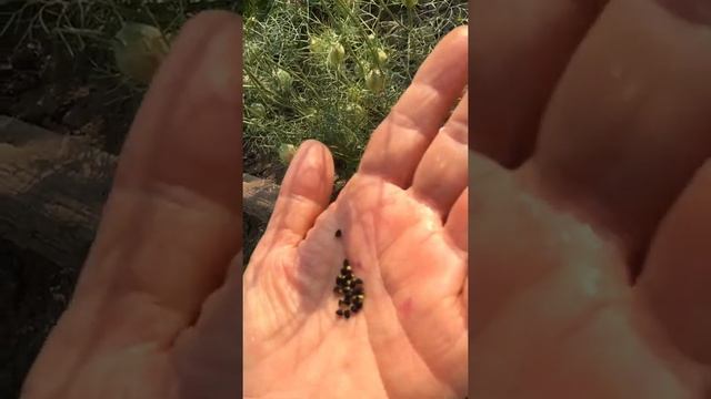 ЧЁРНЫЙ ТМИН❓ ЛИСМЙ ХВОСТ❓НИГЕЛЛА ❓-ВСЁ ОДНО И ТОЖЕ❗️ Красота и польза❗️? смотреть онлайн