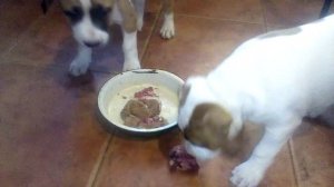 Питание щенков американского стаффордширского терьера с 2 месяцев.Амстаффы Ценный Приз.