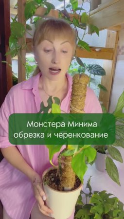 Комнатные растения - монстера Минима Рафидофора #монстера #хобби #растения
