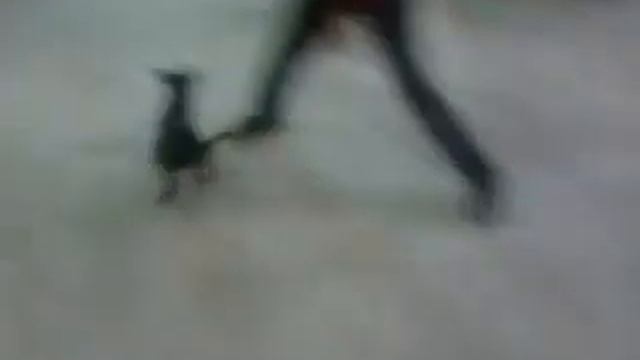 Мой Ягдтерьер смотреть онлайн