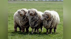 МЕРИНОС. ПОРОДА ОВЕЦ МЕРИНОС. ВЫГОДНО ЛИ?