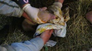 Первый опорос свиноматки. Сами принимаем роды первый раз