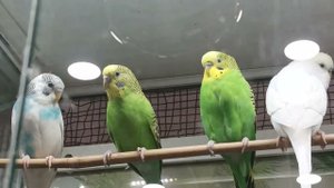 PARROTS  ПОПУГАЙЧИки