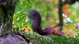 Белки пушистый комок