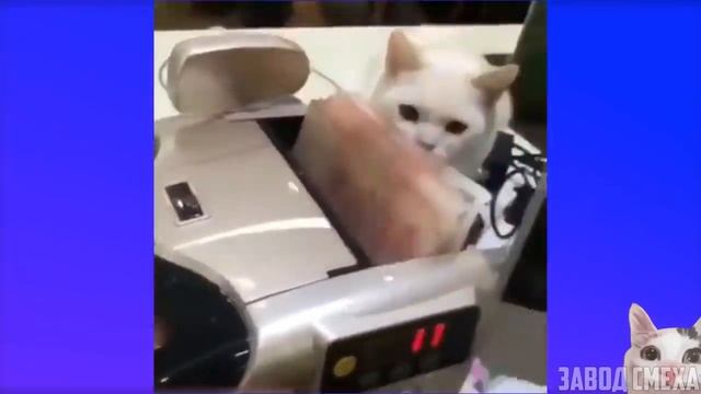ЗАСМЕЯЛСЯ - ПРОИГРАЛ / СМЕШНЫЕ ВИДЕО / 