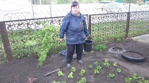 Высадка петунии на клумбу  Первая подкормка