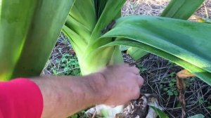 Crinum x moorei 'Candice' Propagation