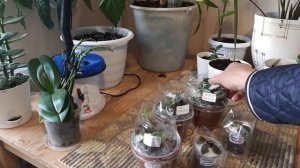 Фиалки! Распаковка посылки от Вероники Поливкиной!