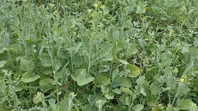 Опрыскивание ярового рапса от капустной моли и прочих... Подкормка микроэлементами + N40, бор... смотреть онлайн