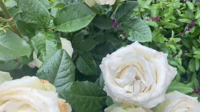 #29 Мои розы холодным летом 2023 года(Херитедж, Афродита,Мамталлен,Капри,Маруся,Тсумуги,Новалис) смотреть онлайн